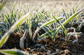 Pronostican heladas en siete regiones del país para la próxima semana