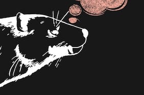 Científicos descubren un nuevo mamífero de la era de los Dinosaurios en la Patagonia