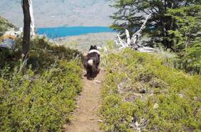 Cámaras trampas con inteligencia artificial captan sorprendentes fotos en Parque Nacional Patagonia