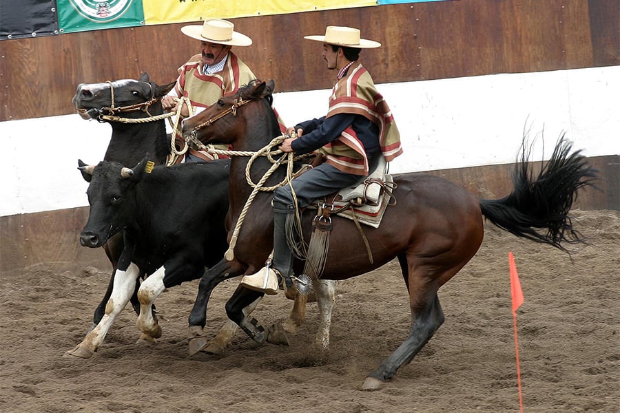 Ministro Undurraga reivindica el rodeo: “Una tradición arraigada en lo más profundo de nosotros”