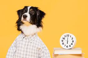 Escuelas caninas: cómo saber si tu perro necesita un profesor