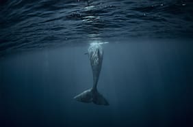 El misterio de la ballena que aún no se recupera en Chile