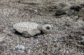 A repoblar el océano | Liberan en Bali a 10 mil crías de tortuga en peligro de extinción