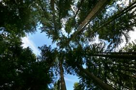 Qué es la nueva ley europea de “Regeneración” de ecosistemas y cómo podría influir en Chile