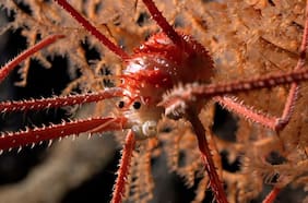 Descubren un “gran tesoro de especies” en montes submarinos cerca de Chile