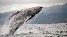 Qué especies de ballenas y tortugas se pueden ver en República Dominicana y en qué momentos del año