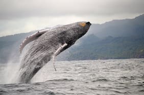 Qué especies de ballenas y tortugas se pueden ver en República Dominicana y en qué momentos del año