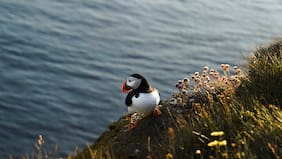 Un organismo ambiental unificado y protección de la biodiversidad dentro y fuera de las áreas protegidas: las claves del estreno del SBAP