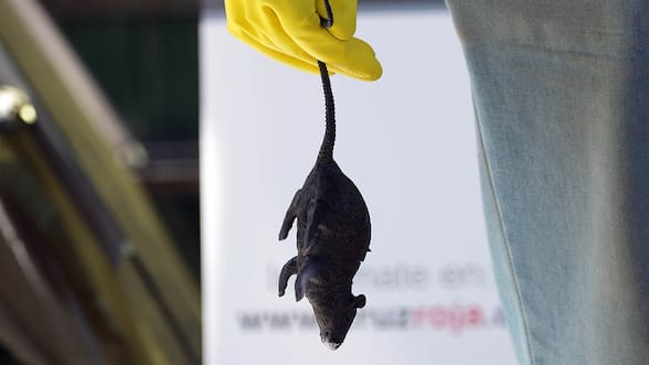 Un crucero, un virus y el miedo: por qué el brote de hantavirus generó alerta internacional
