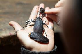 Mirada Paula: Microfusión entre naturaleza y joyería