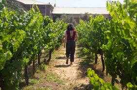 Vinos, picnic y artesanía en la entretenida viña Veramonte en Casablanca