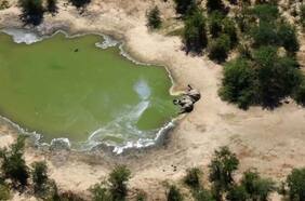 Investigan la misteriosa muerte de más de 400 elefantes