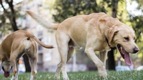 Investigación chilena revela circulación silenciosa de influenza en mascotas en Chile