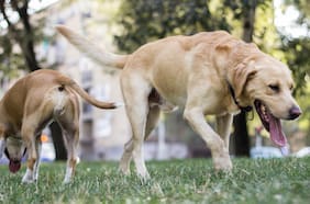 Investigación chilena revela circulación silenciosa de influenza en mascotas en Chile