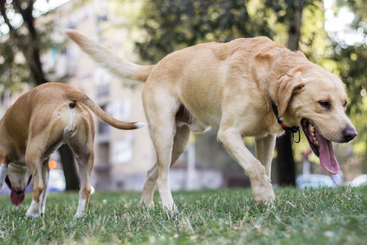 Investigación chilena revela circulación silenciosa de influenza en mascotas en Chile