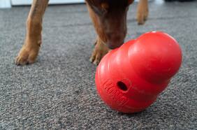 Este juguete cambió la vida de mi perro (y también la mía)