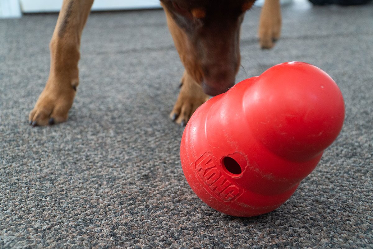 Este juguete Kong cambio la vida de mi perro y tambien la mia La Tercera