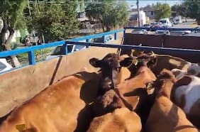 Recuperan camión robado con 11 vacas en su interior en Cerrillos