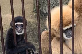 Se resolvió el misterio de la mona que quedó embarazada, a pesar de vivir sola en una jaula de zoológico