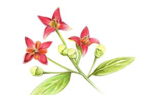 Verde para las casas