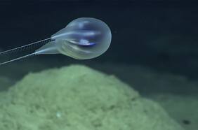 Descubren nueva especie marina solo utilizando imágenes 3D