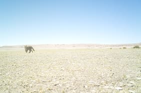 ¿Es un colocolo, una nueva especie o subespecie? Aparición de gato nativo en San Pedro de Atacama genera debate científico