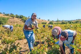 Una vendimia cargada de novedades