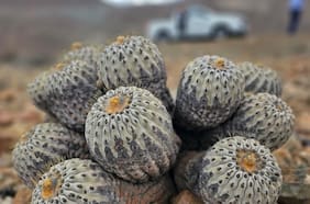 “Piratas del cactus”: Provoste pide a Elizalde reunión por el tráfico de especies endémicas del Desierto de Atacama