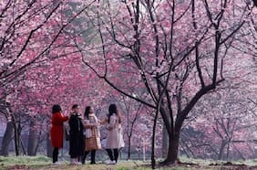 Kaigo Hoken: el seguro con que Japón convirtió el cuidado de las personas mayores en una responsabilidad social