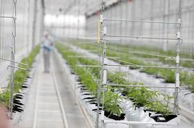 ¿Cuánto mueve el negocio de la cannabis en Chile y en el mundo? Los datos del primer reporte del mercado a nivel global