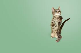 Expo MascotasF: adopciones, charlas y novedades