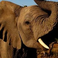Utilizan ADN de colmillos de elefantes para revelar redes de tráfico de marfil