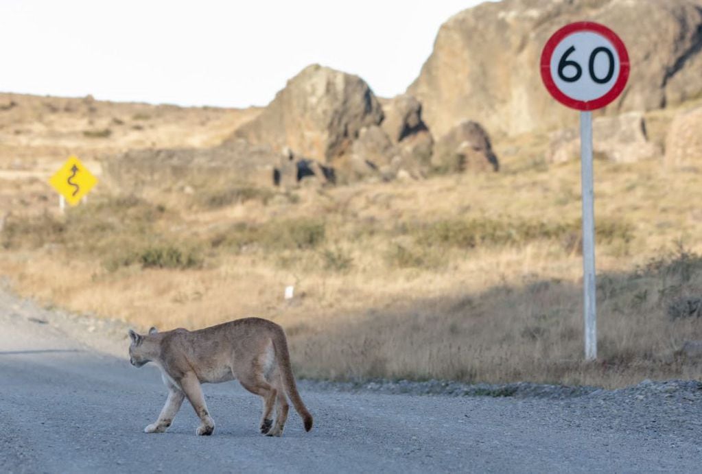 Puma cruza el camino en busca de comida. FOTO: Miguel Fuentealba.