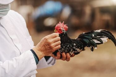 Colegio Médico Veterinario refuerza llamado a evitar contacto con animales sospechosos de tener gripe aviar