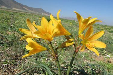 desierto florido