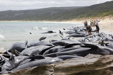 Casi 500 ballenas mueren tras quedar varadas en dos playas de Nueva Zelanda