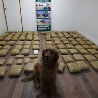 Perro de Carabineros encuentra más de 100 paquetes de droga en un control realizado en Antofagasta 