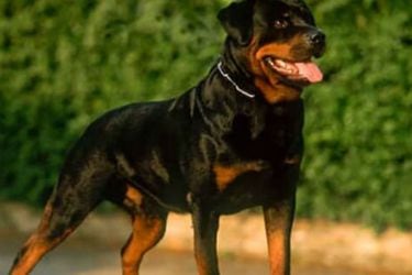 Tenencia responsable: ¿Cuáles son las exigencias para los dueños de perros de razas peligrosas en Chile? 