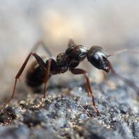 ¿Es cierto que las hormigas pueden predecir un invierno lluvioso?