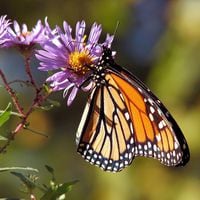 Dentro de la metamorfosis: Por primera vez científicos capturaron el crecimiento de las alas de una mariposa dentro de su crisálida 