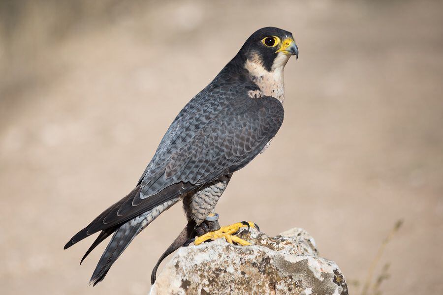 Halcon peregrino