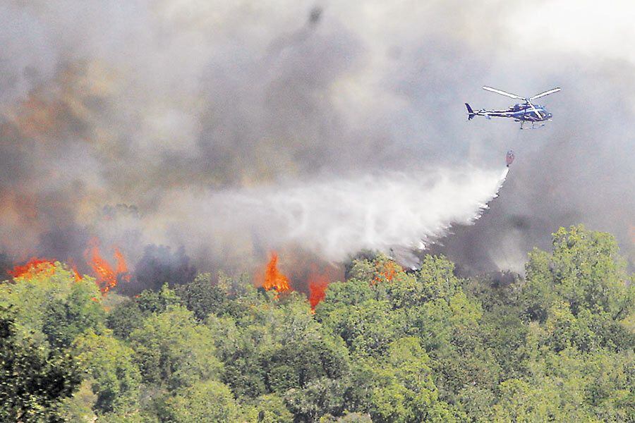 El impacto de los incendios forestales en la flora y fauna nacional podría ser El impacto de los incendios forestales en la flora y fauna nacional podría ser