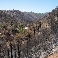 Palmar El Salto, hogar de la palma chilena: el único Monumento Nacional afectado por incendios en Valparaíso
