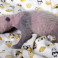Primer oso panda nacido en zoo de Tokio tras cinco años es una hembra