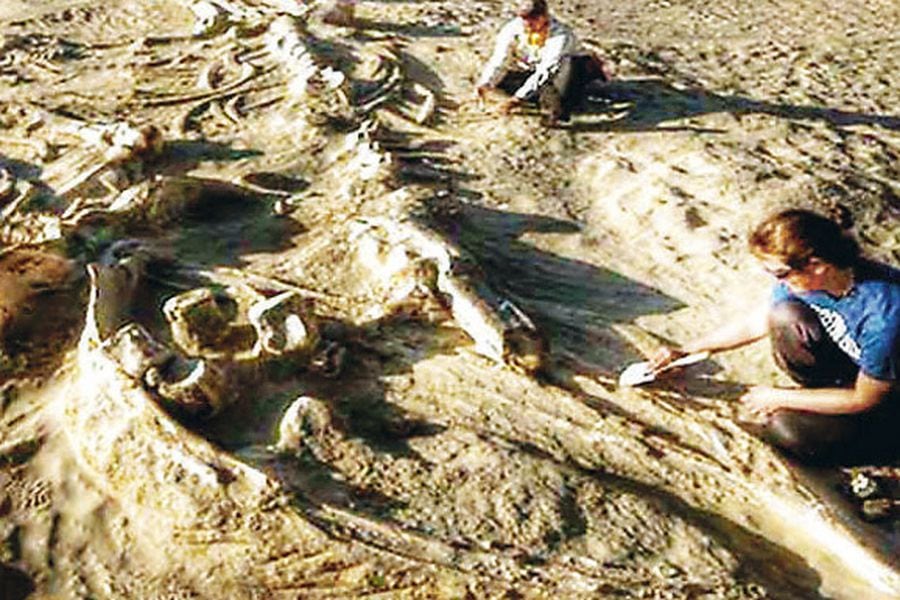 Mas De 9 000 Fosiles Y Piezas Arqueologicas Ha Incautado La Pdi En