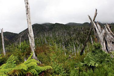 Estudio revela aumento de vegetación tras erupción del Chaitén