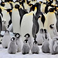 Pingüinos emperadores no sobrevivirán al cambio climático aunque emigren a mejores terrenos
