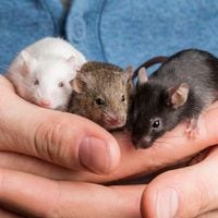 Científicos crean ratones tras fabricar óvulos a partir de las células masculinas de dos padres biológicos 