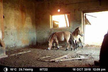 Chernobyl se convierte en santuario para una rara especie de caballo