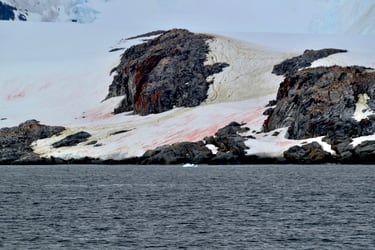 Un “sensor del cambio climático”: científicos chilenos descubren una nueva especie de alga en la Antártica